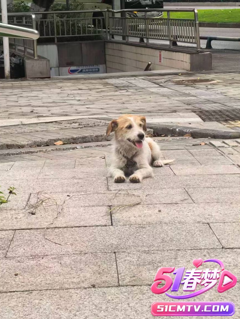 重庆山姆打包哥领养虐狗黑料 杀害小狗满屋血迹！太他妈残忍了！